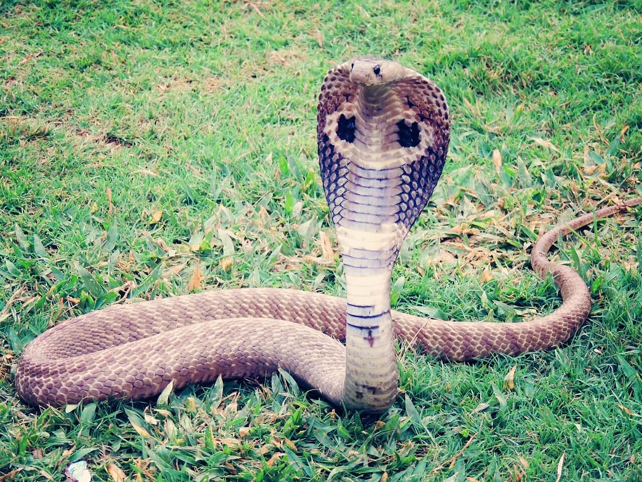 https://pixabay.com/en/king-cobra-cobra-snake-reptile-405623/