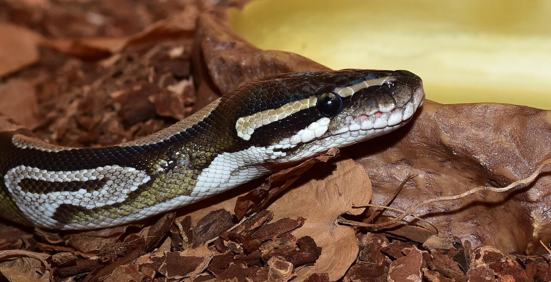 https://pixabay.com/en/snake-python-python-regius-mojave-1644072/