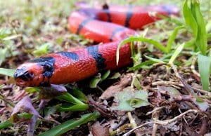 https://pixabay.com/en/snake-milk-red-black-honduran-2125777/