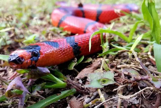 https://pixabay.com/en/snake-milk-red-black-honduran-2125777/