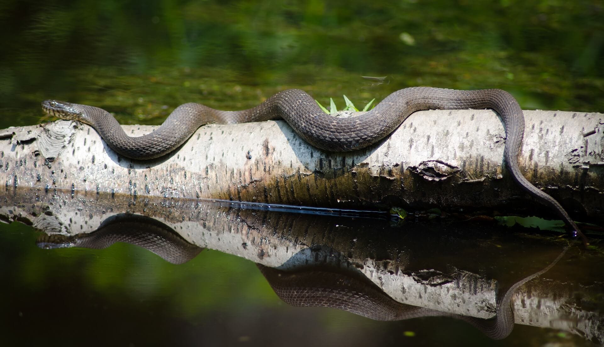 https://pixabay.com/en/snake-nature-reptile-wild-wildlife-2362212/