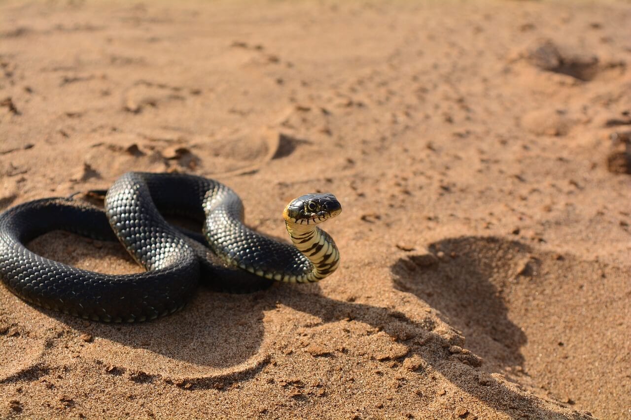 https://pixabay.com/en/snake-sand-reptile-beach-animals-3683390/