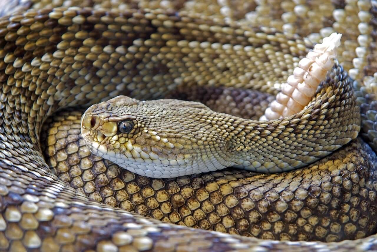 https://pixabay.com/en/snake-rattlesnake-reptile-skin-751722/