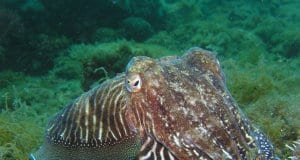 https://pixabay.com/en/squid-octopus-underwater-animal-225423/