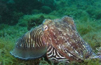 https://pixabay.com/en/squid-octopus-underwater-animal-225423/
