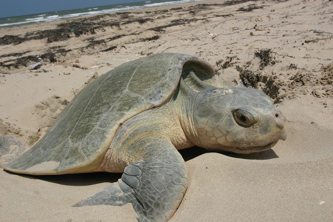 https://pixabay.com/en/turtle-sea-kemps-ridley-reptile-701599/