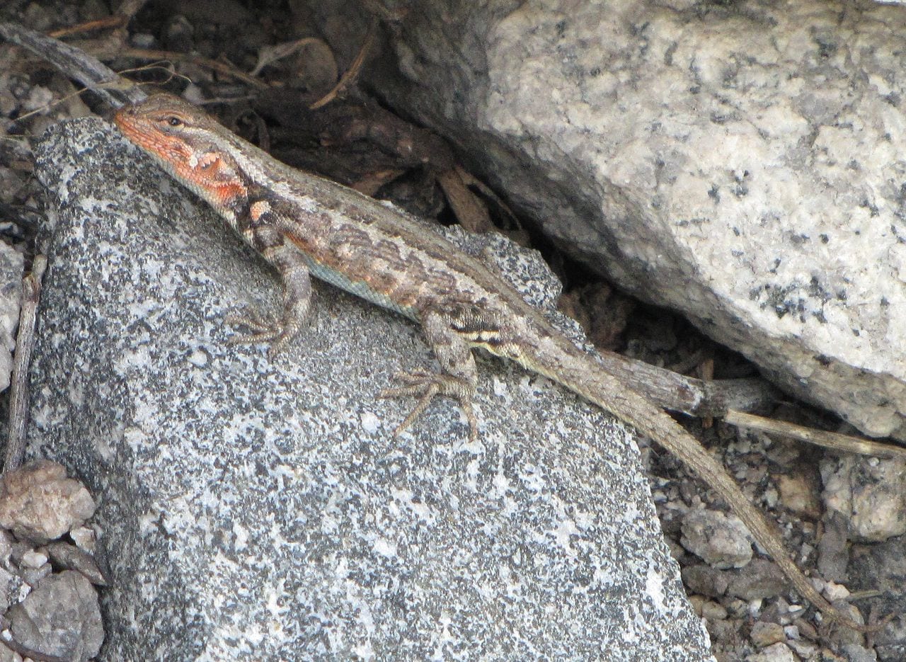 https://commons.wikimedia.org/wiki/Sceloporus_graciosus#/media/File:SceloporusGraciosus_2698.JPG