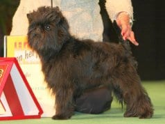 Affenpinscher in the show ring.Photo by: Ger Dekkerhttps://creativecommons.org/licenses/by-sa/2.0/