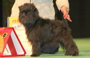 Affenpinscher in the show ring.Photo by: Ger Dekkerhttps://creativecommons.org/licenses/by-sa/2.0/