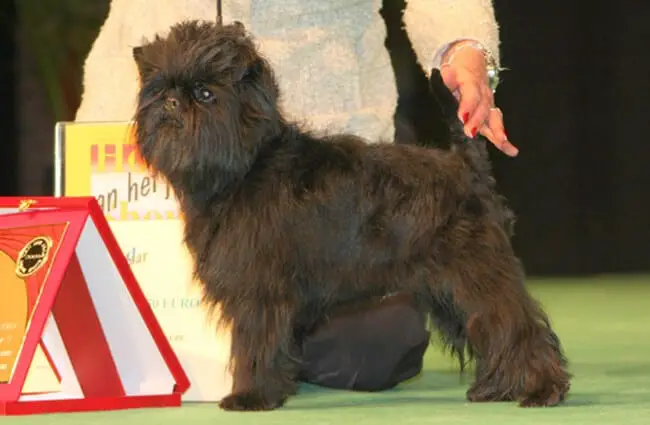 Affenpinscher in the show ring.Photo by: Ger Dekkerhttps://creativecommons.org/licenses/by-sa/2.0/