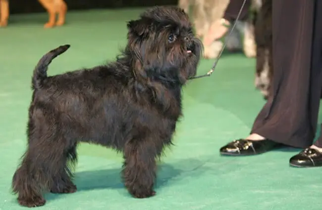 Portrait of an Affenpinscher, at the dog show. Photo by: Ger Dekker https://creativecommons.org/licenses/by-sa/2.0/