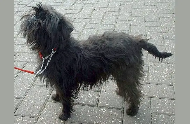 Affenpinscher in profile. Notice the monkey-like face.
