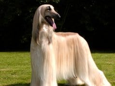 Portrait of an absolutely stunning Afghan Hound, groomed for show