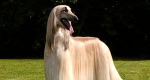 Portrait of an absolutely stunning Afghan Hound, groomed for show