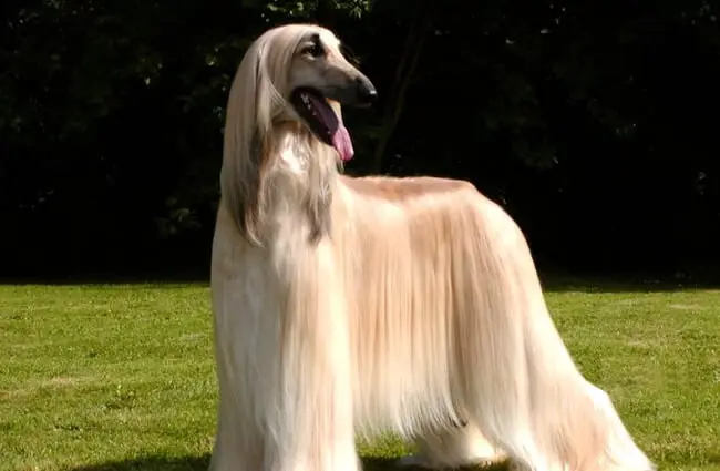 Portrait of an absolutely stunning Afghan Hound, groomed for show