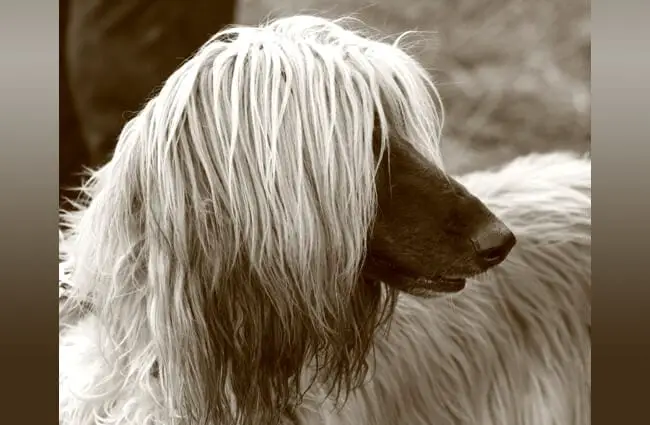 Portrait of a stunning Afghan Hound Photo by: Elbereth Elflein https://creativecommons.org/licenses/by/2.0/