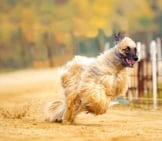 Blonde Afghan Hound Racing Down A Country Road