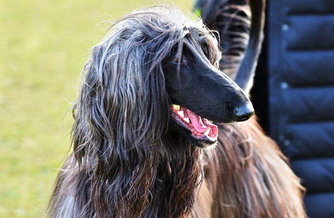 Beautiful Afghan Hound in the park