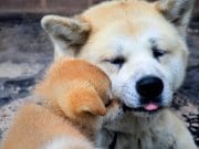 Akita Father and son Akitas