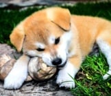 Akita Puppy Chewing On A Toy