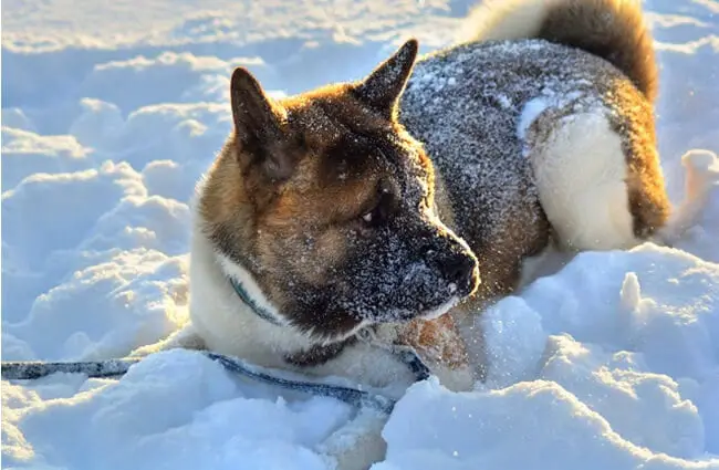 Akita in his snowy playground