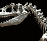 Closeup Of An Allosaurus Skeleton