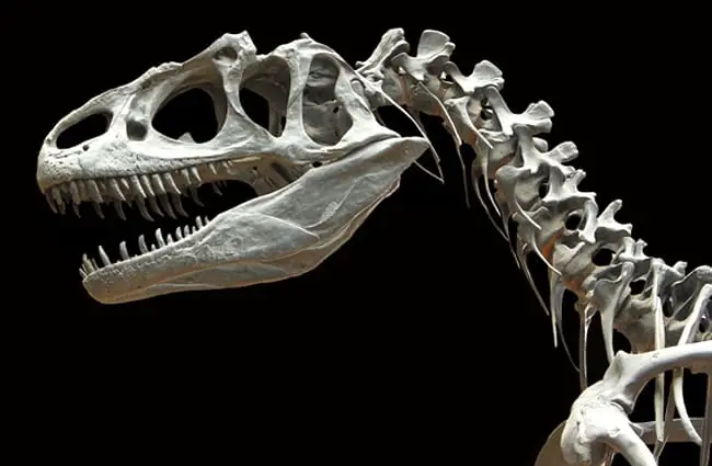 Closeup of an Allosaurus skeleton