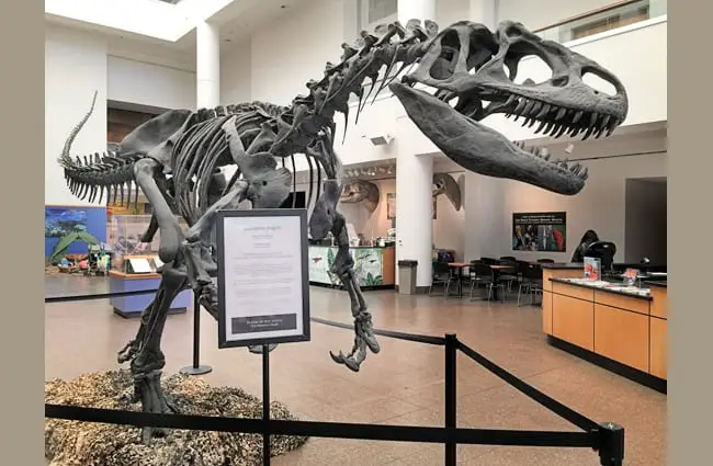 Allosaurus skeleton San Diego Natural History Museum Photo by: Virginia Hill https://creativecommons.org/licenses/by/2.0/