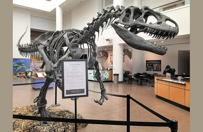 Allosaurus skeleton San Diego Natural History Museum Photo by: Virginia Hill https://creativecommons.org/licenses/by/2.0/