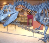 Allosaurus Skeleton Museum Of Natural History, Washington Dc Photo By: Pat Mcgrath Https://Creativecommons.org/Licenses/By/2.0/