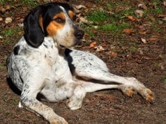 American English Coonhound on a lazy afternoonPhoto by: De Annahttps://creativecommons.org/licenses/by-nc-sa/2.0/