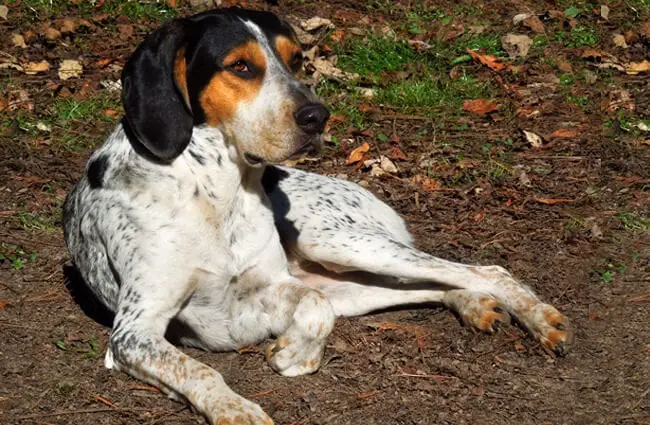 American English Coonhound on a lazy afternoonPhoto by: De Annahttps://creativecommons.org/licenses/by-nc-sa/2.0/