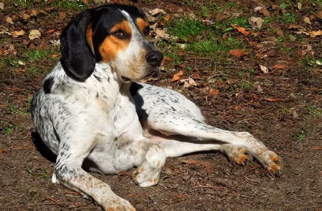 American English Coonhound Description Energy Health Fun Facts