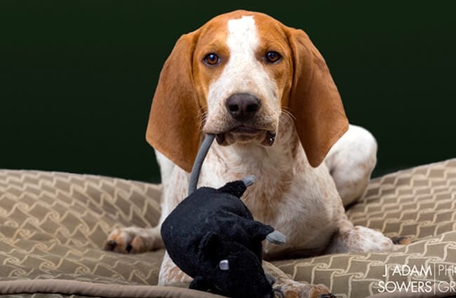 American English Coonhound puppyPhoto by: Adam Sowershttps://creativecommons.org/licenses/by-nc-sa/2.0/