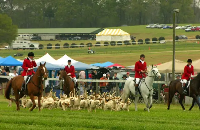 American Foxhounds at the launch of a fox hunt Photo by: Jack Kennard CC BY 2.0 https://creativecommons.org/licenses/by/2.0