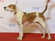 Beautiful American Foxhound at the show ringPhoto by: Svenska MässanCC BY 2.0 https://creativecommons.org/licenses/by/2.0