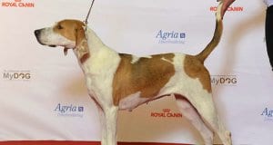 Beautiful American Foxhound at the show ringPhoto by: Svenska MässanCC BY 2.0 https://creativecommons.org/licenses/by/2.0