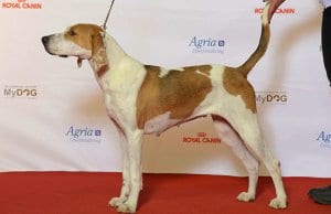 Beautiful American Foxhound at the show ringPhoto by: Svenska MässanCC BY 2.0 https://creativecommons.org/licenses/by/2.0