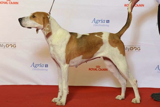 Beautiful American Foxhound at the show ringPhoto by: Svenska MässanCC BY 2.0 https://creativecommons.org/licenses/by/2.0