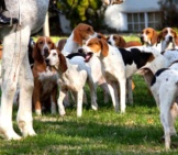 A Number Of American Foxhounds Waiting For The Hunt To Begin Photo By: (C) Backyardproduct Www.fotosearch.com