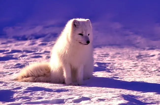 Arctic Fox in the fading light