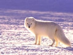 Arctic Fox taking one last look at the camera