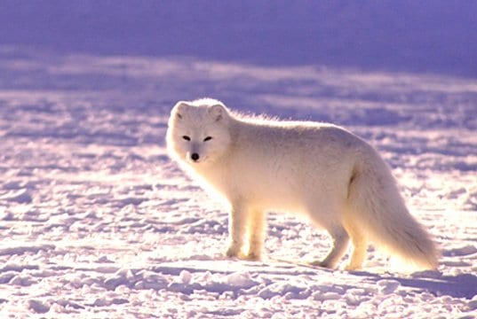 Arctic Fox taking one last look at the camera
