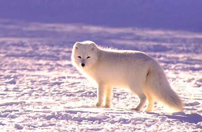 Arctic Fox - Description, Habitat, Image, Diet, and Interesting Facts