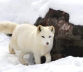 Arctic Fox Near His Den