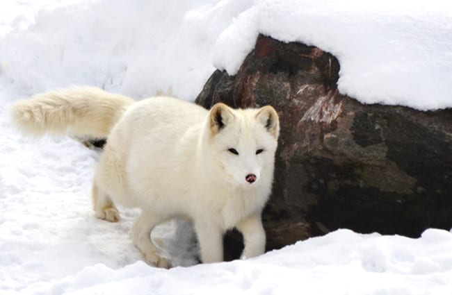 Arctic Fox near his den