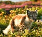 Arctic Fox In His Spring And Summer Dark Coat