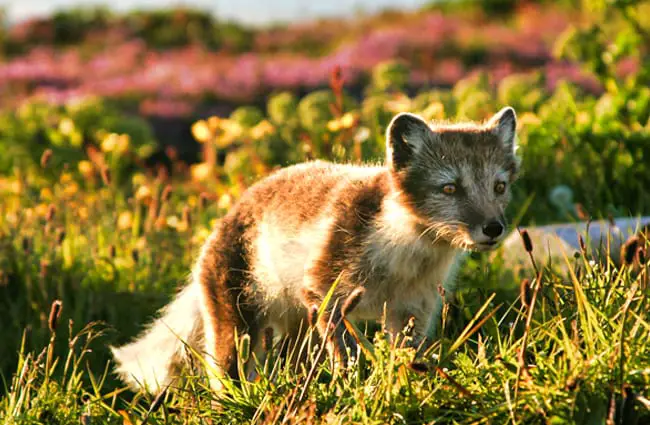 Arctic Fox in his spring and summer dark coat