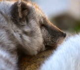 Arctic Fox In His Springtime Dark Coat