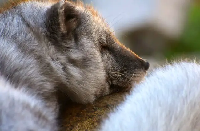 Arctic Fox in his Springtime dark coat